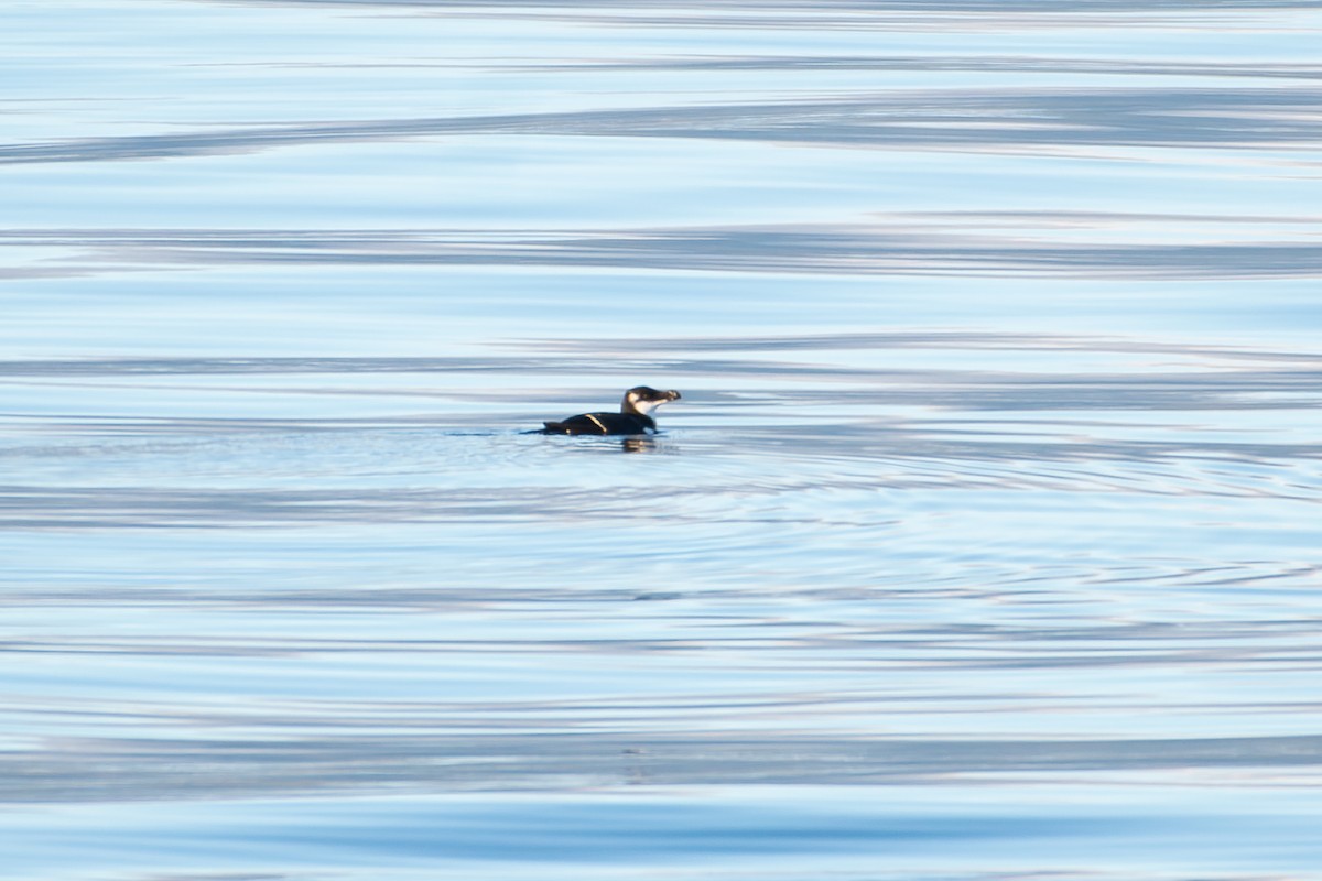 Razorbill - ML644824965