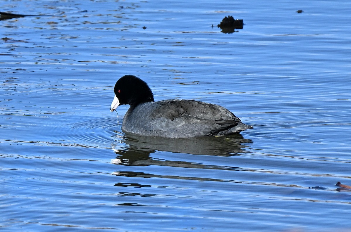 American Coot - ML644824966