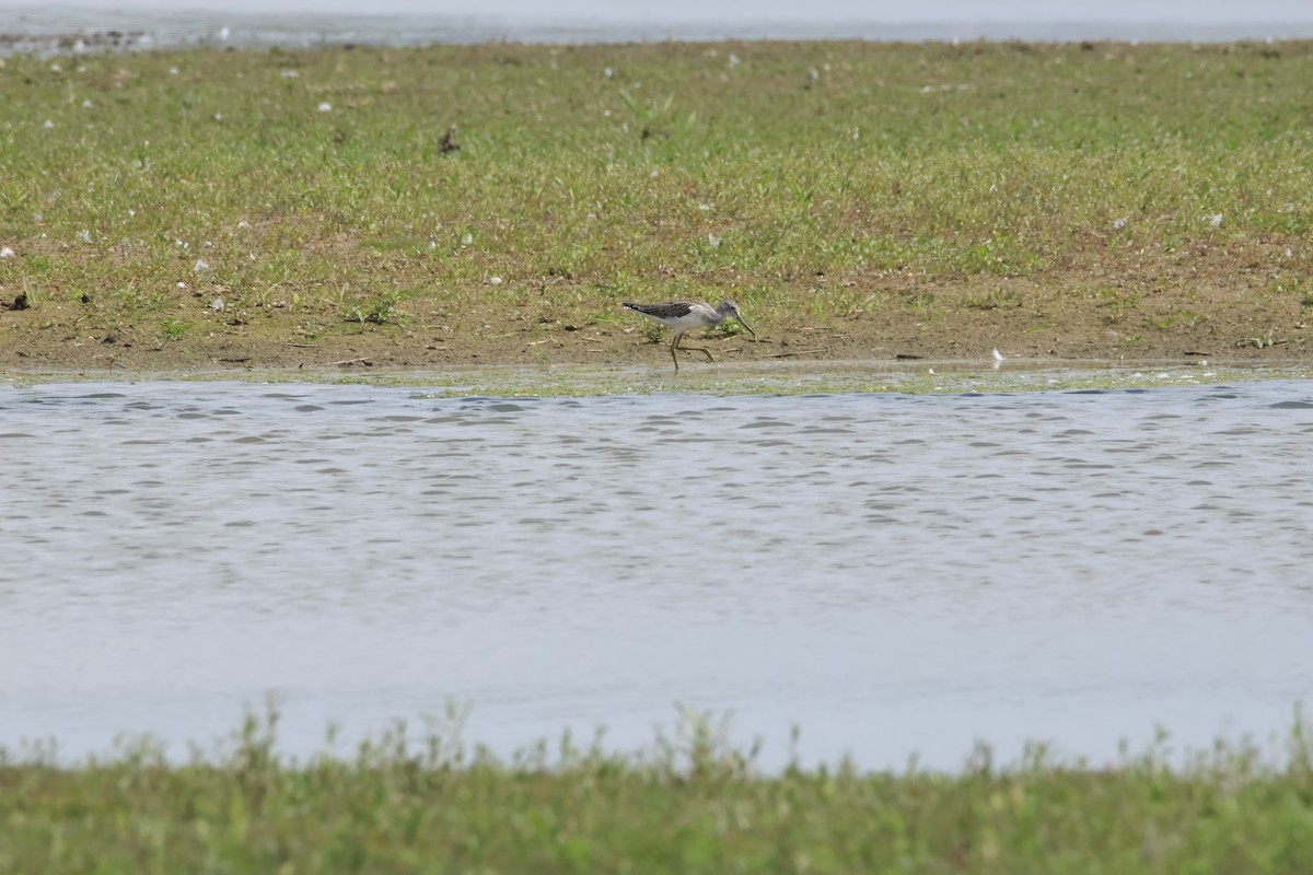 Common Greenshank - ML644824967