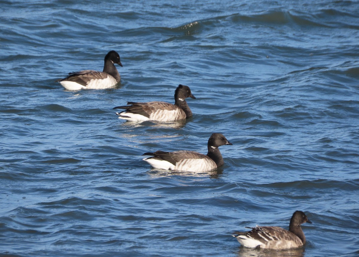 Brant - ML644824968