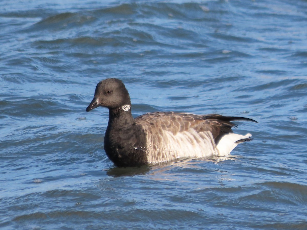 Brant - ML644824969
