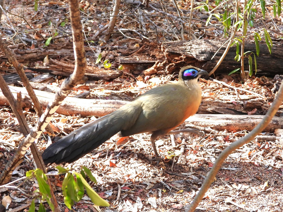 Giant Coua - ML644824970