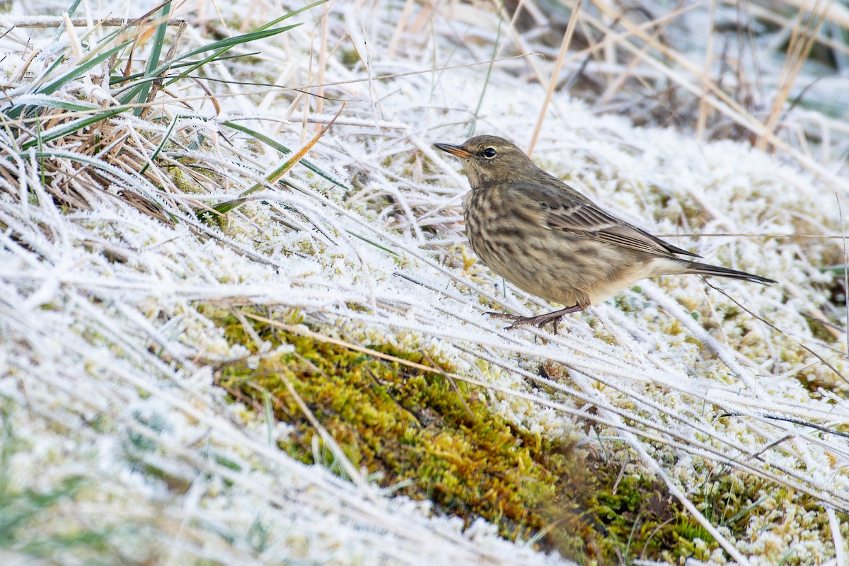 Rock Pipit - ML644824971