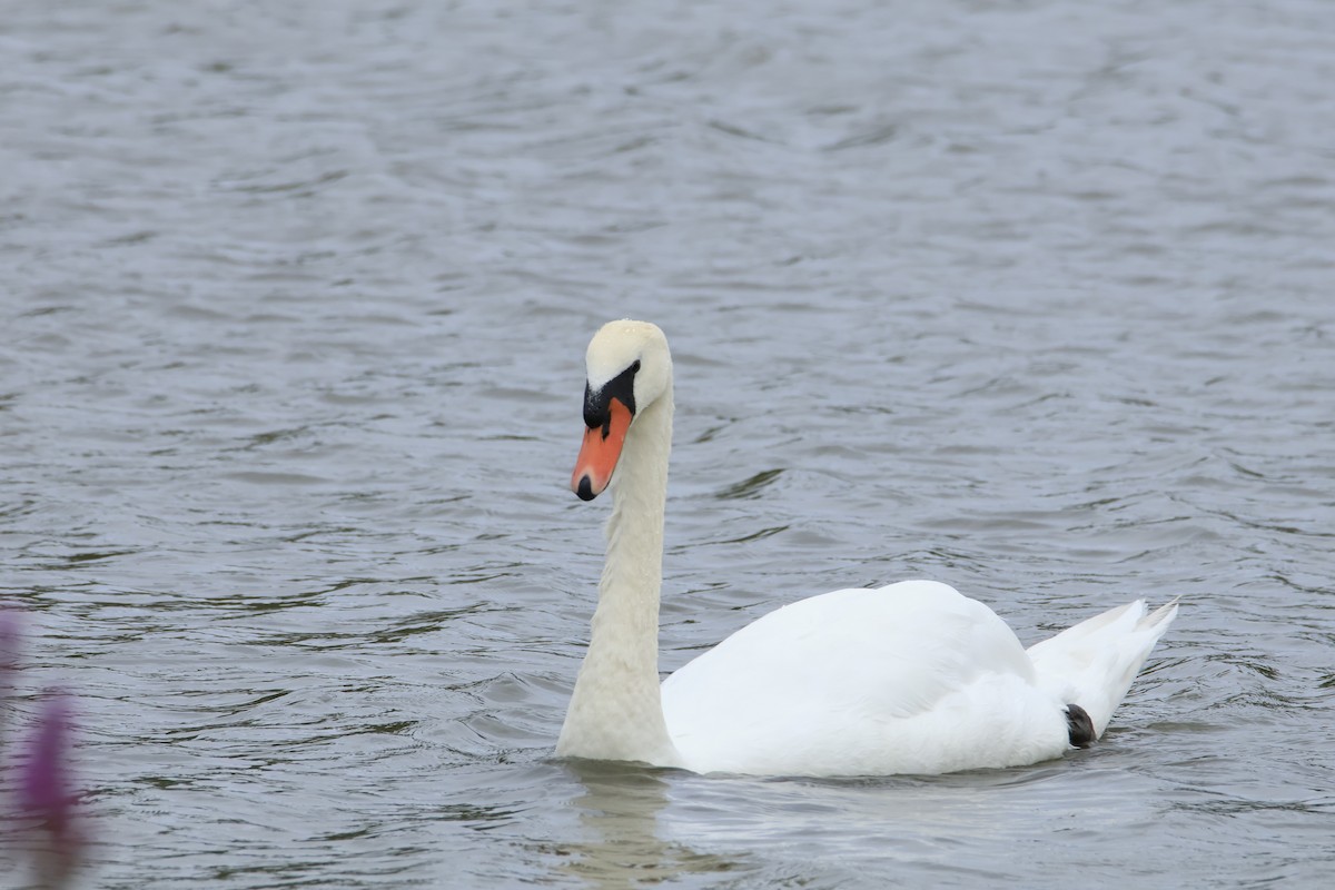 Mute Swan - ML644824972
