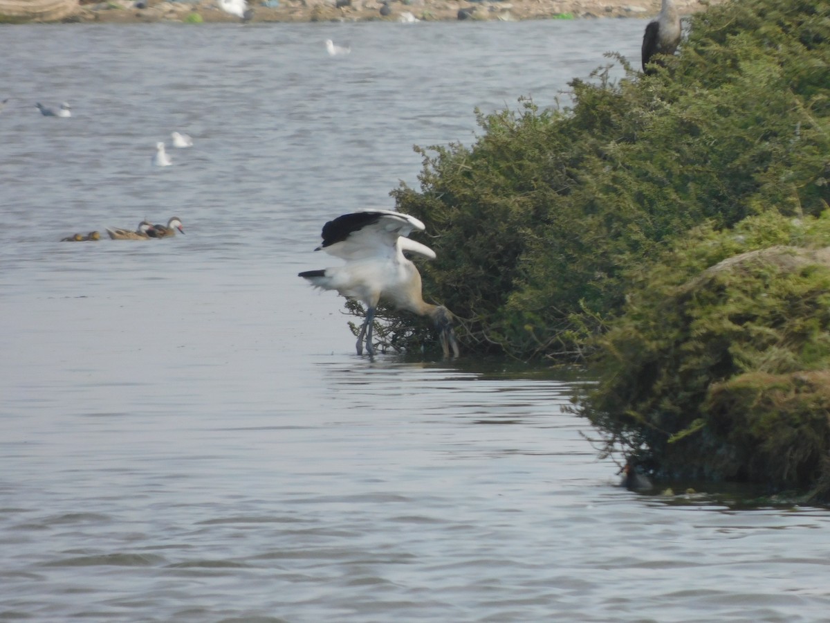Wood Stork - ML644824973
