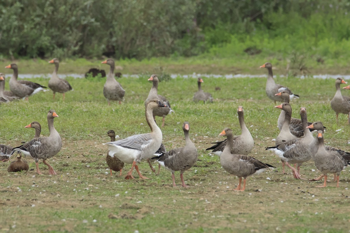 Graylag Goose - ML644824974