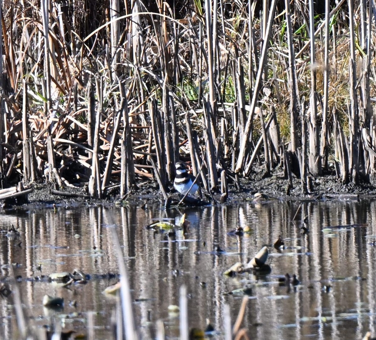 Killdeer - ML644824975