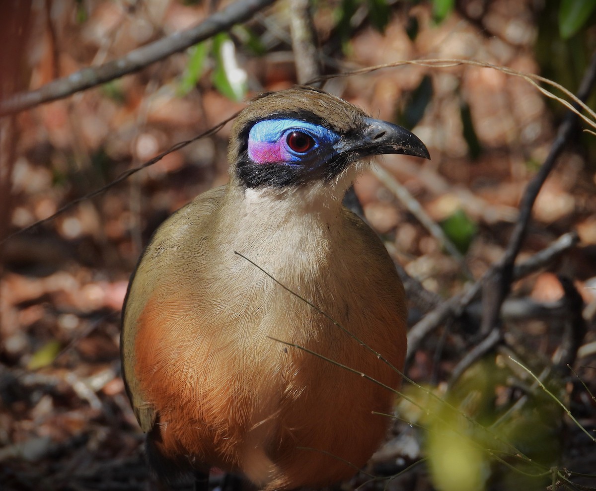Giant Coua - ML644824976