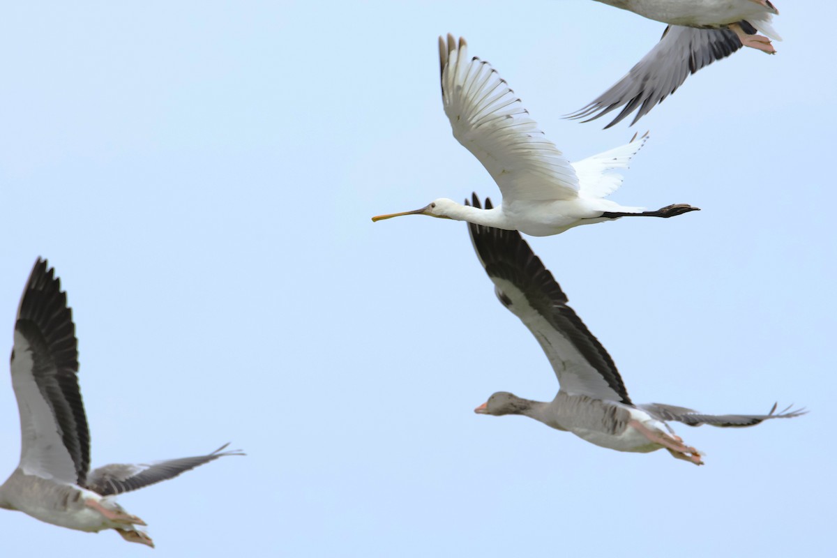 Eurasian Spoonbill - ML644824977