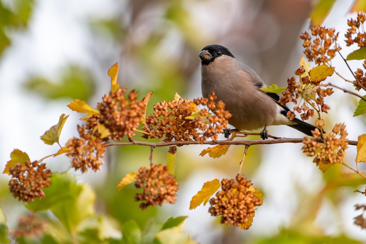 Eurasian Bullfinch - ML644824981