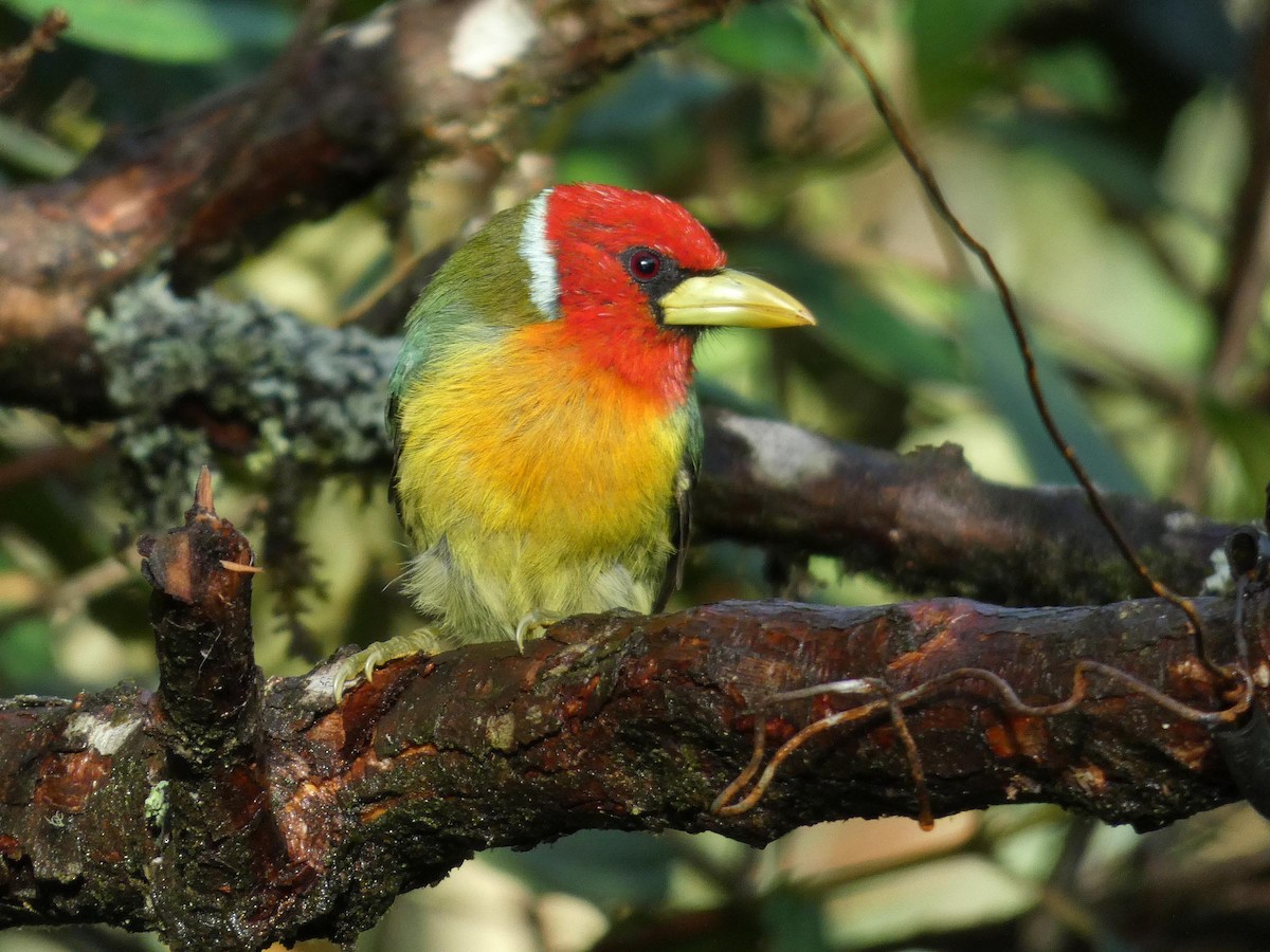 Red-headed Barbet - ML644824983