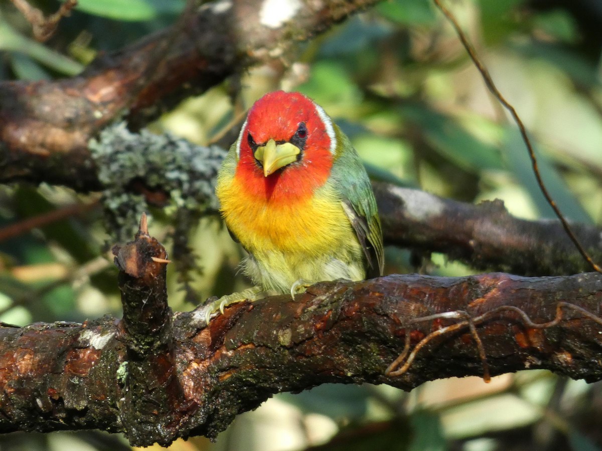 Red-headed Barbet - ML644824984