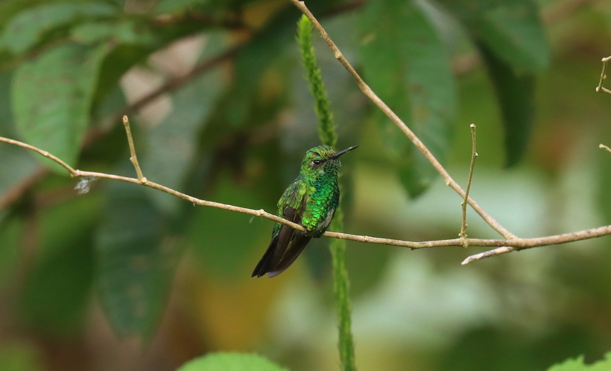 Garden Emerald - ML644824985