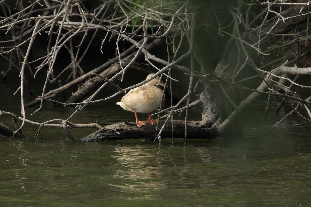 Mallard - ML644824986