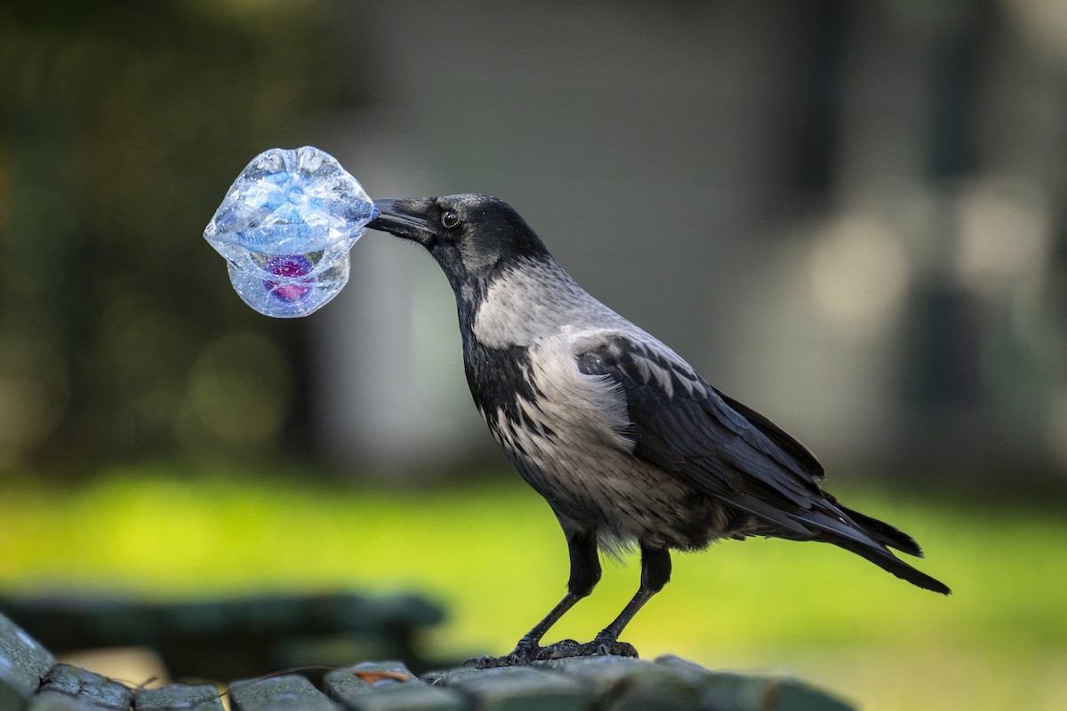 Leş Kargası - ML644824992