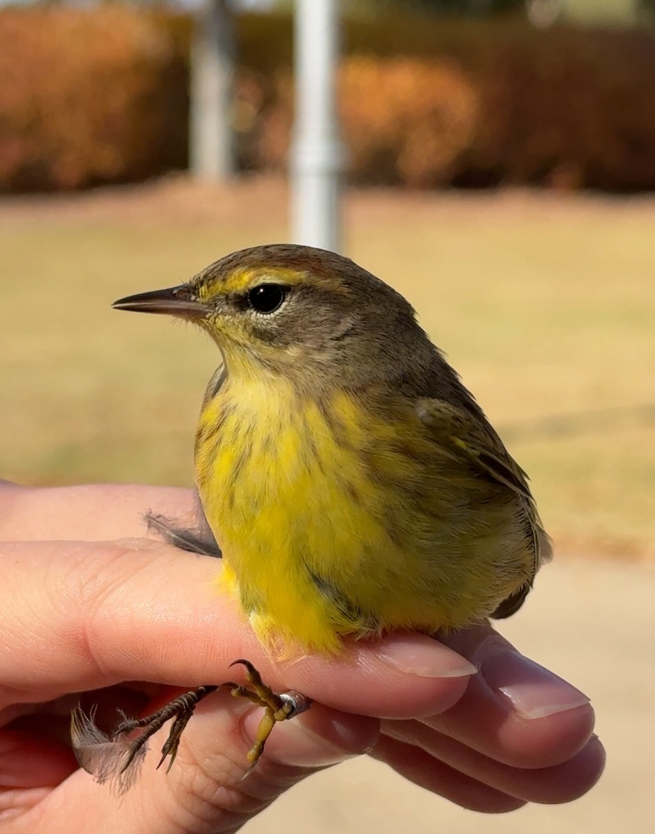 Palm Warbler (Yellow) - ML644824997