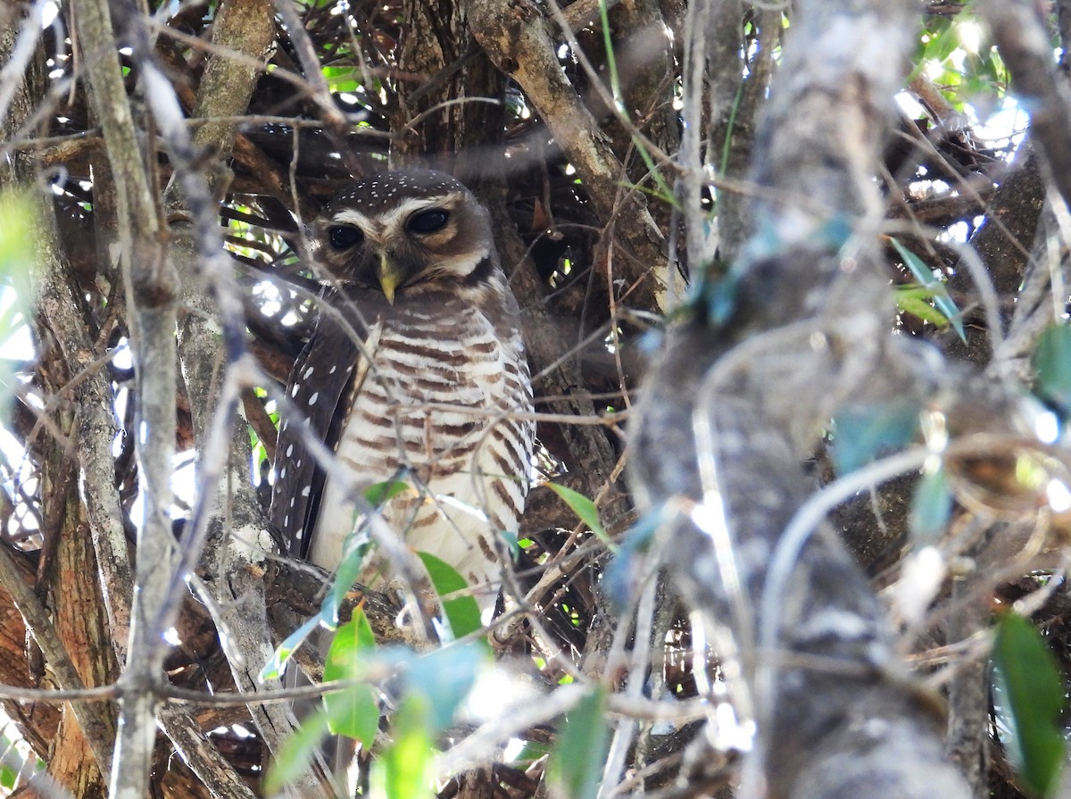 White-browed Owl - ML644824998