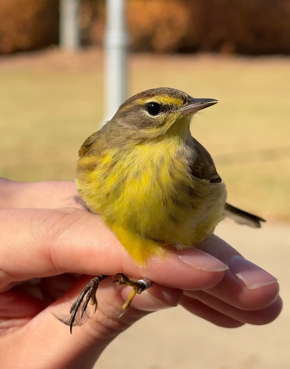 Palm Warbler (Yellow) - ML644824999