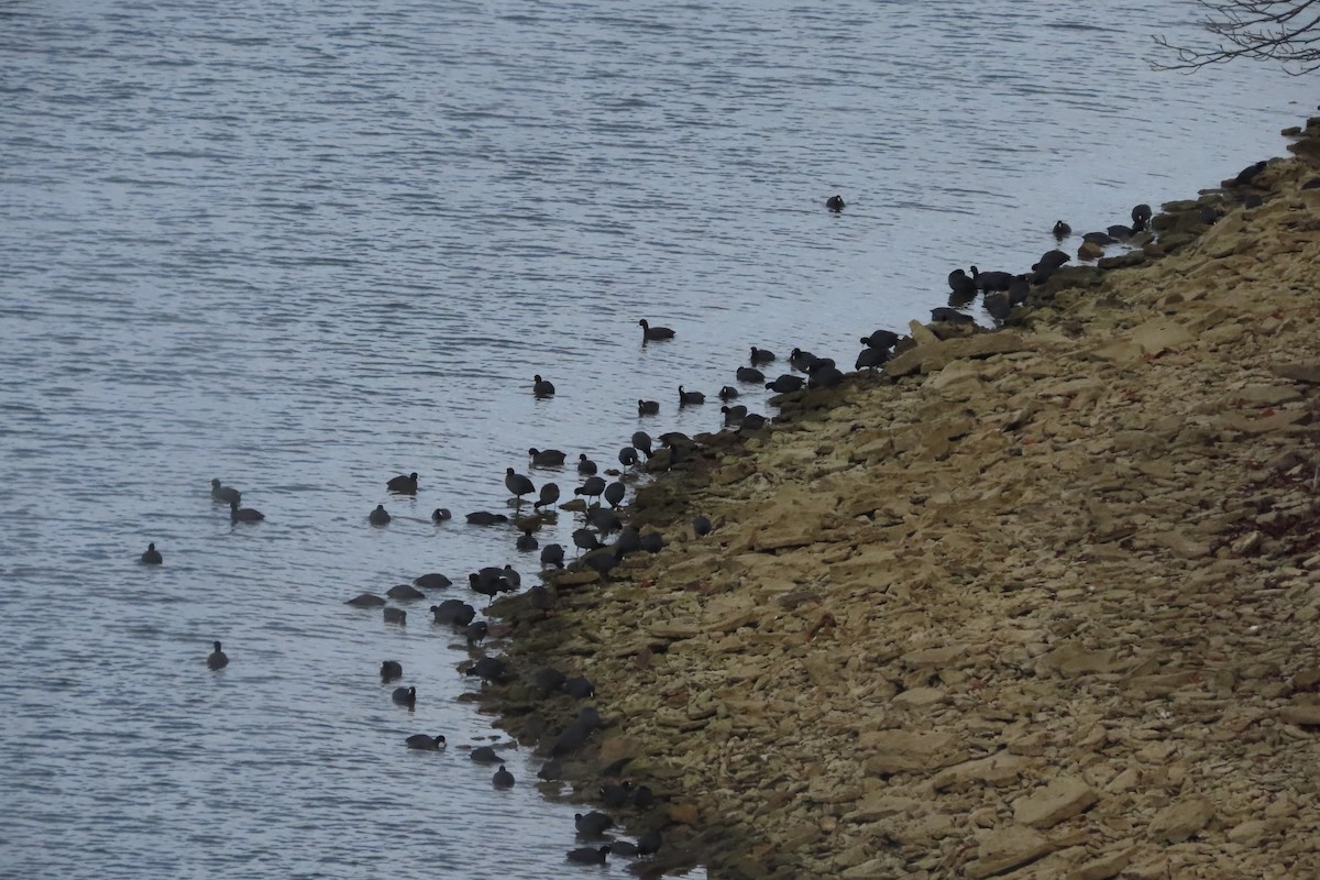 Foulque d'Amérique - ML644825001
