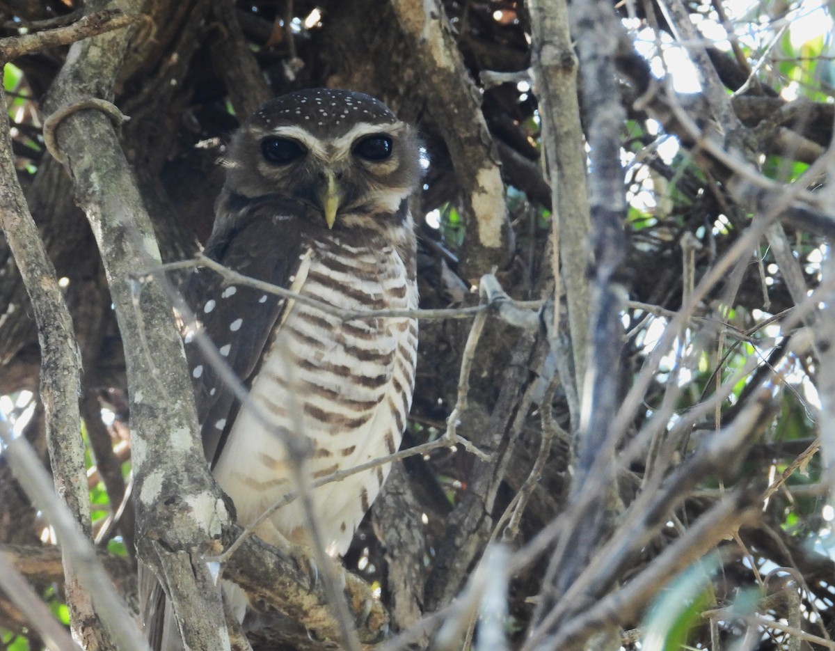 White-browed Owl - ML644825004