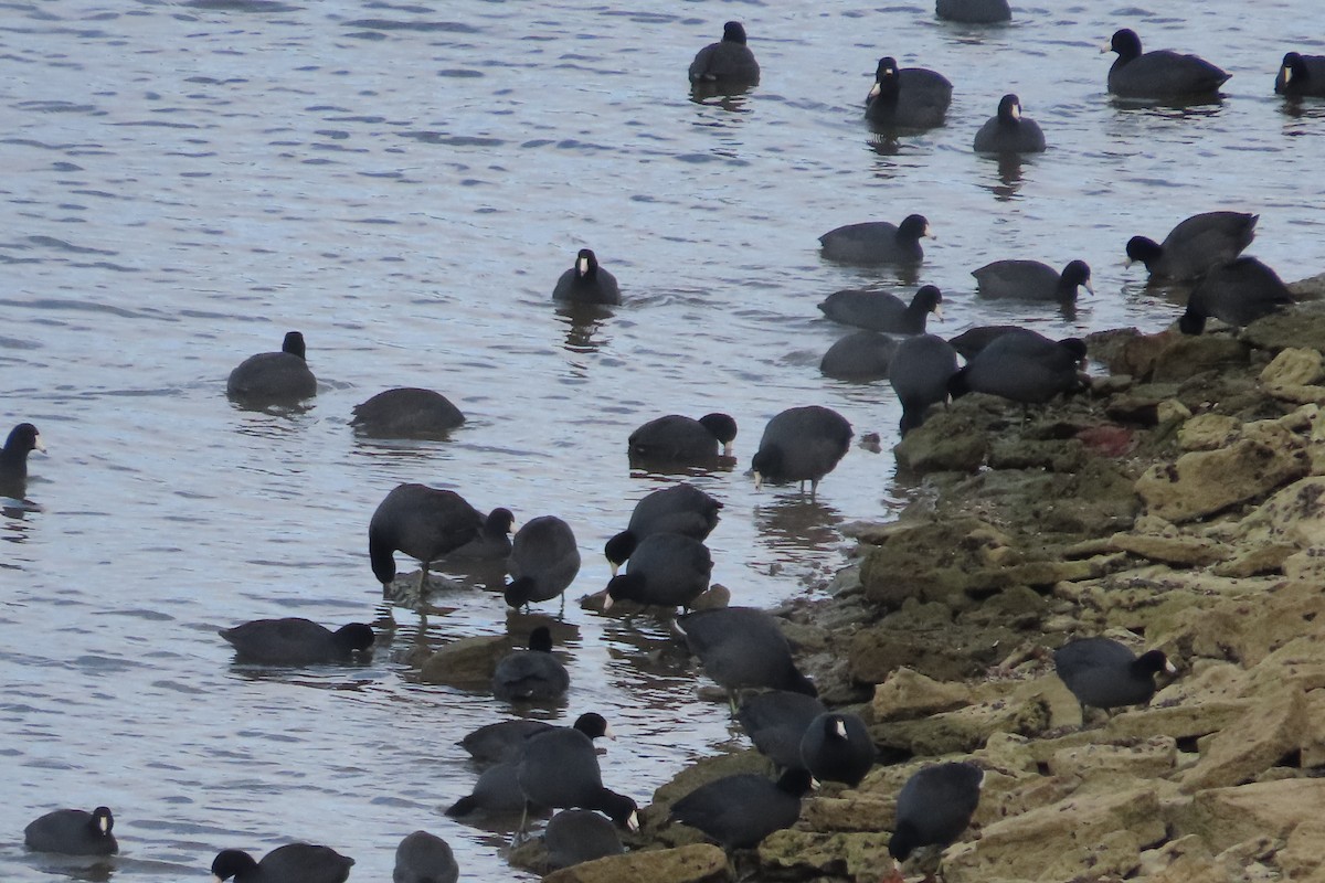 Foulque d'Amérique - ML644825005