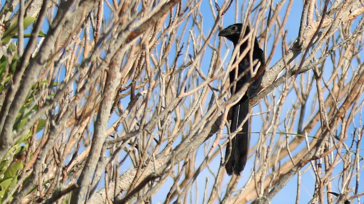 ani rýhozobá - ML644825006