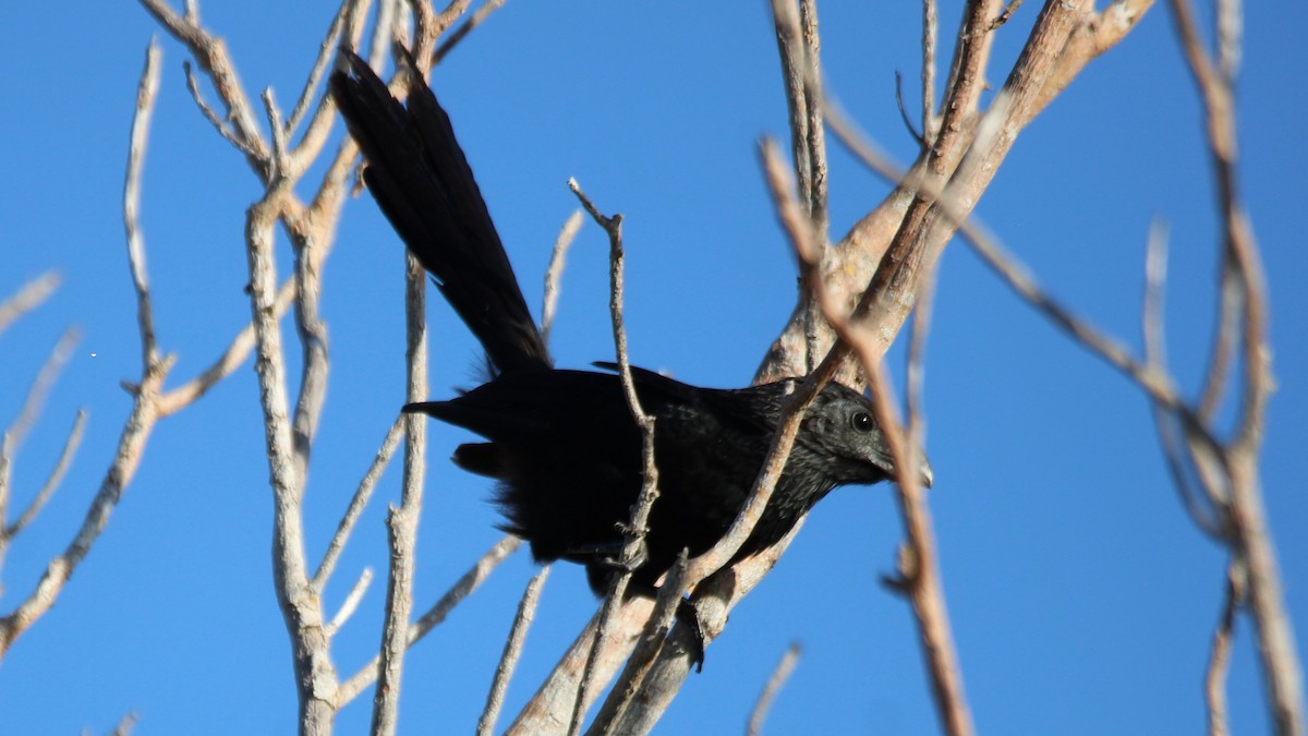 ani rýhozobá - ML644825007