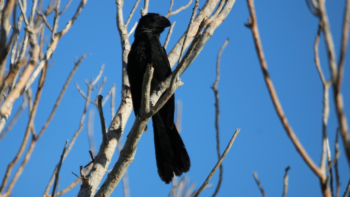 ani rýhozobá - ML644825008