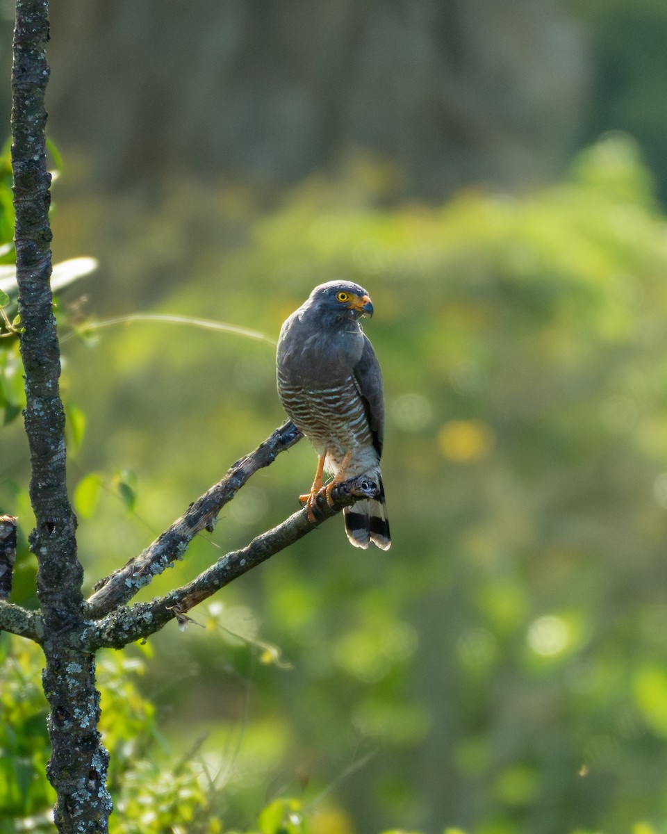 káně krahujová - ML644825009