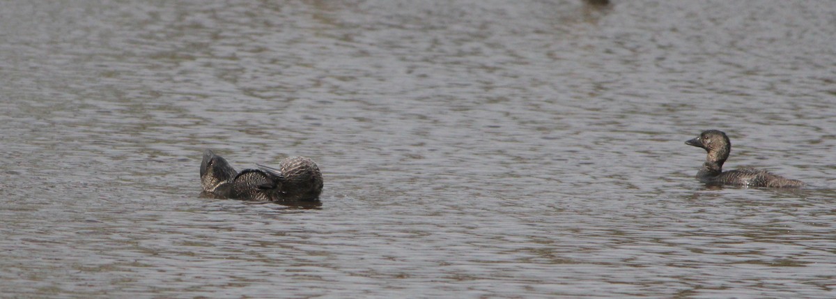 Musk Duck - Donna Nagiello