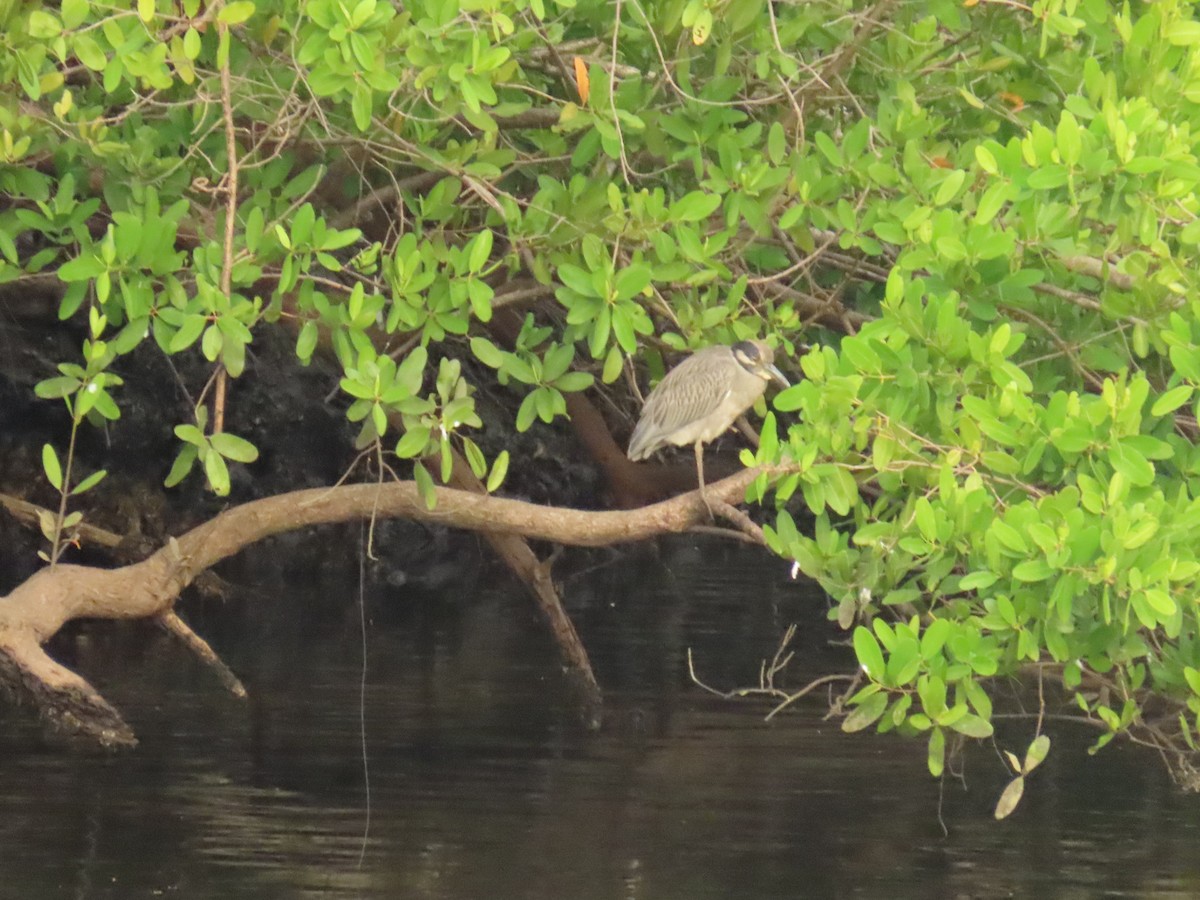 Квак чорногорлий - ML644825019