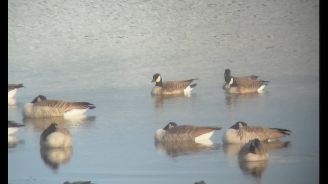 Zwergkanadagans (hutchinsii) - ML644825030