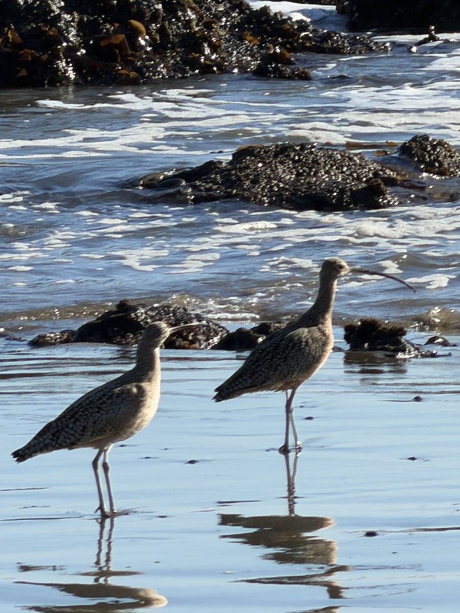 Long-billed Curlew - ML644825044
