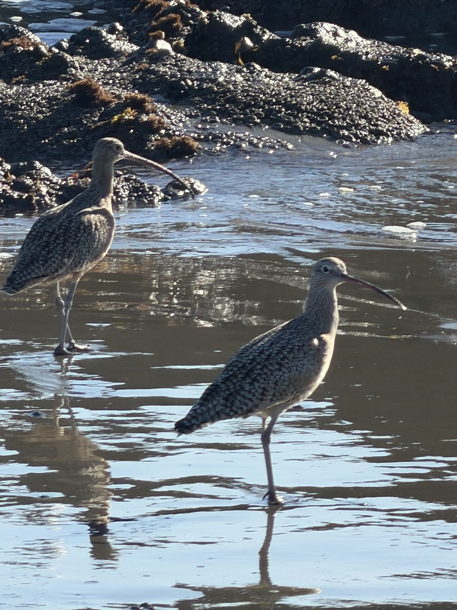 Long-billed Curlew - ML644825045