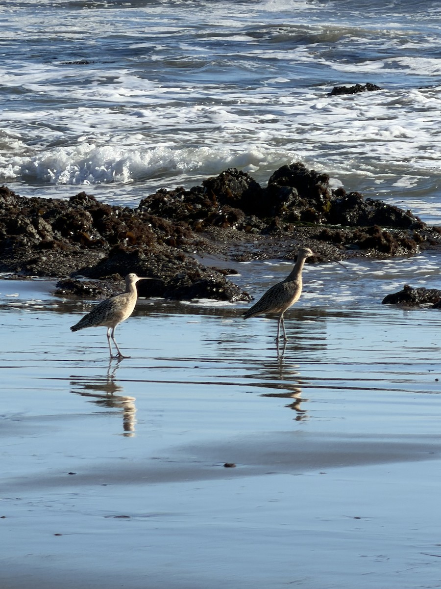 Long-billed Curlew - ML644825046