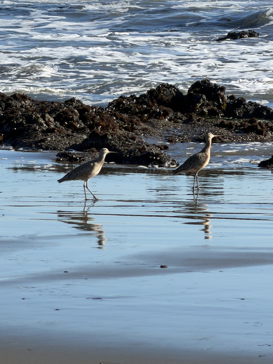 Long-billed Curlew - ML644825047