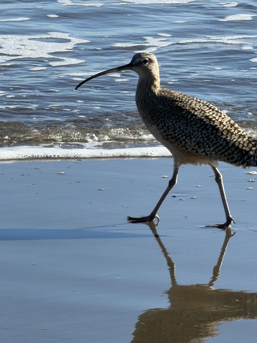 Long-billed Curlew - ML644825048