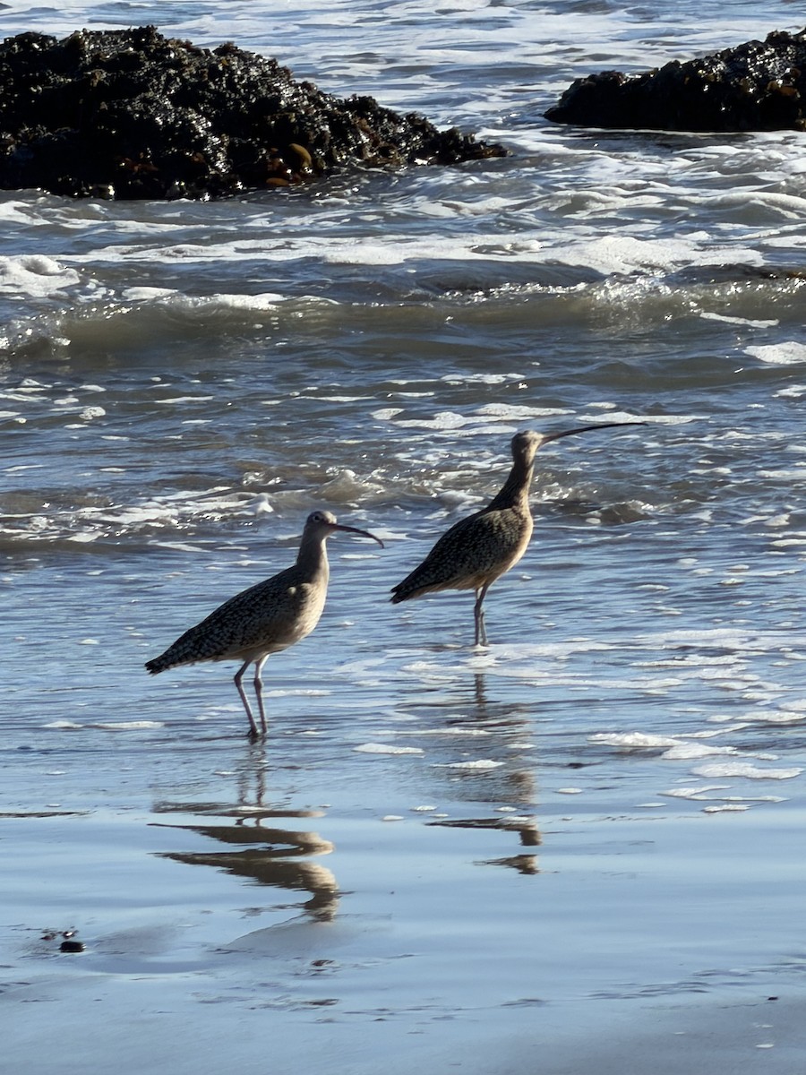 Long-billed Curlew - ML644825049