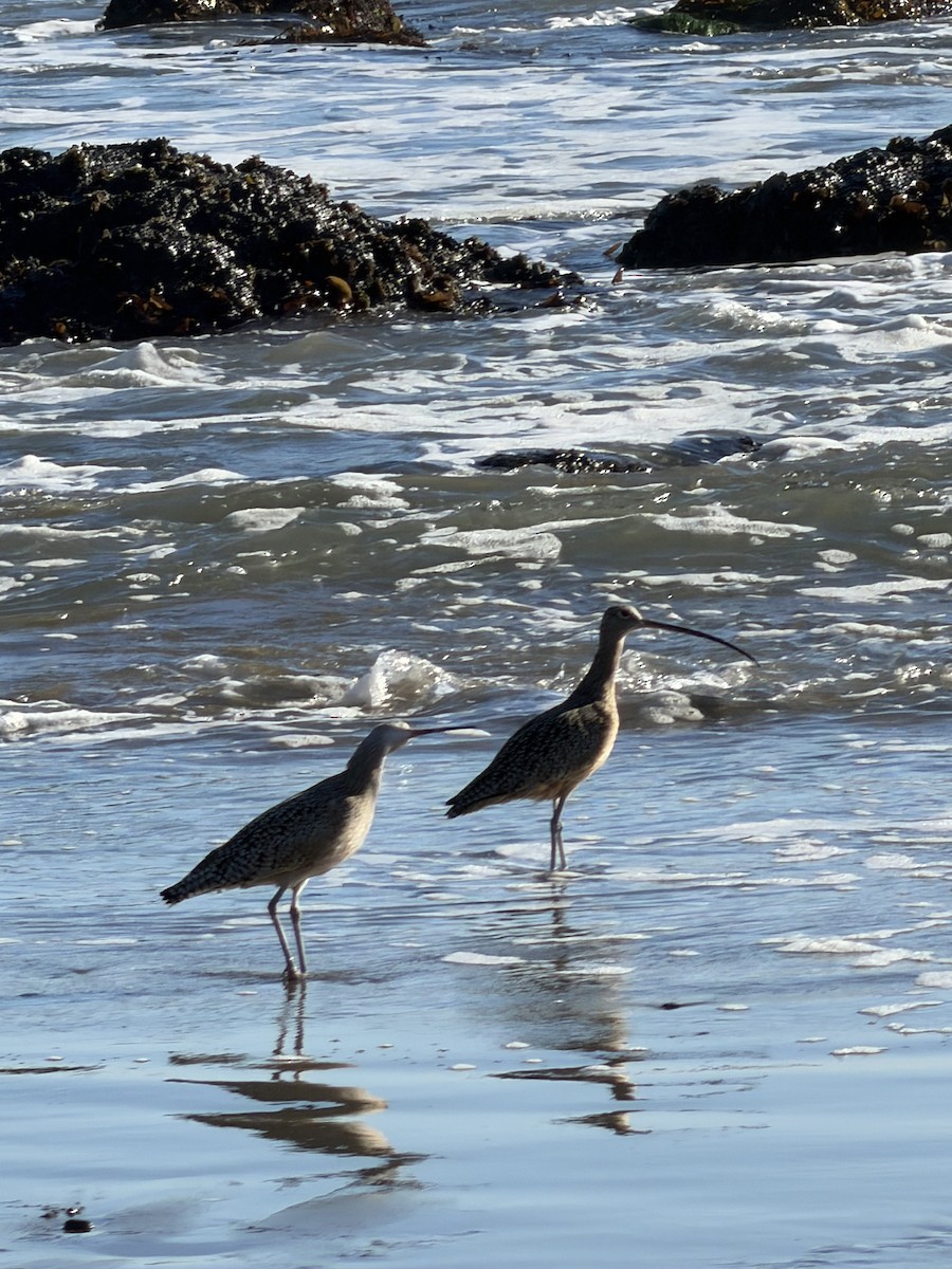 Long-billed Curlew - ML644825050