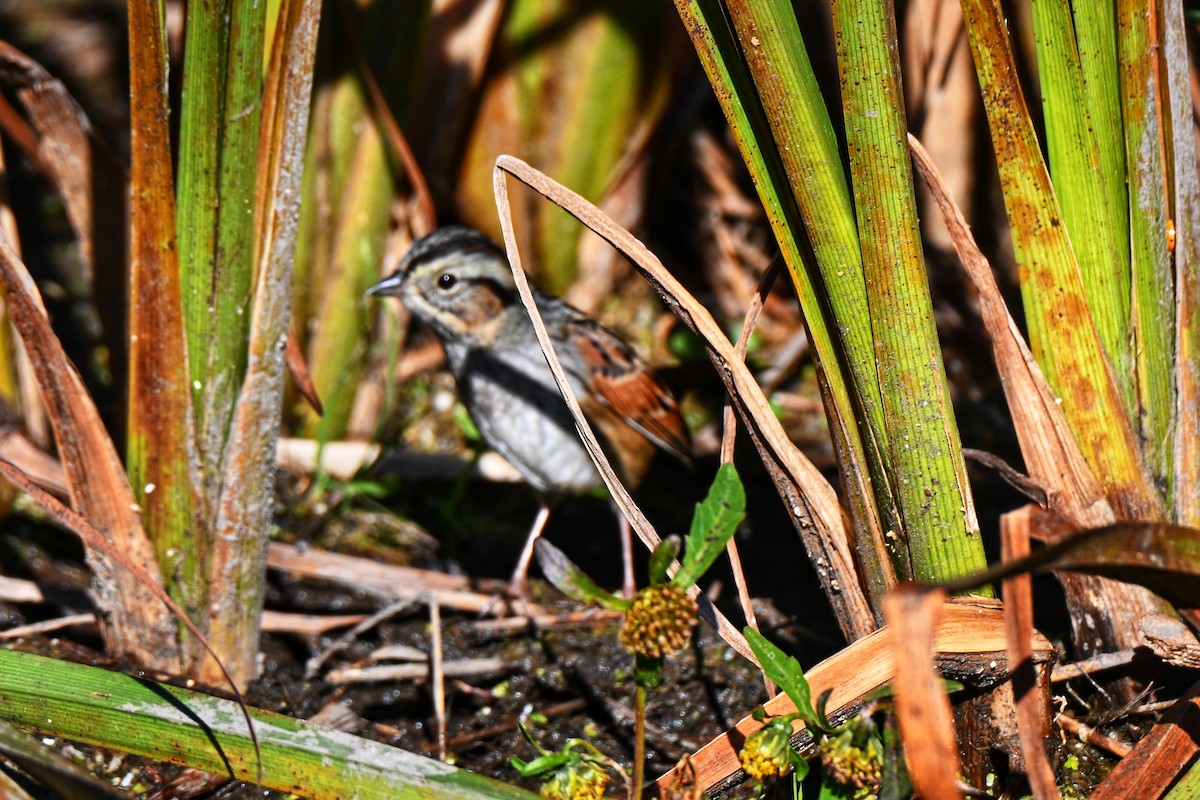 Bruant des marais - ML644825055