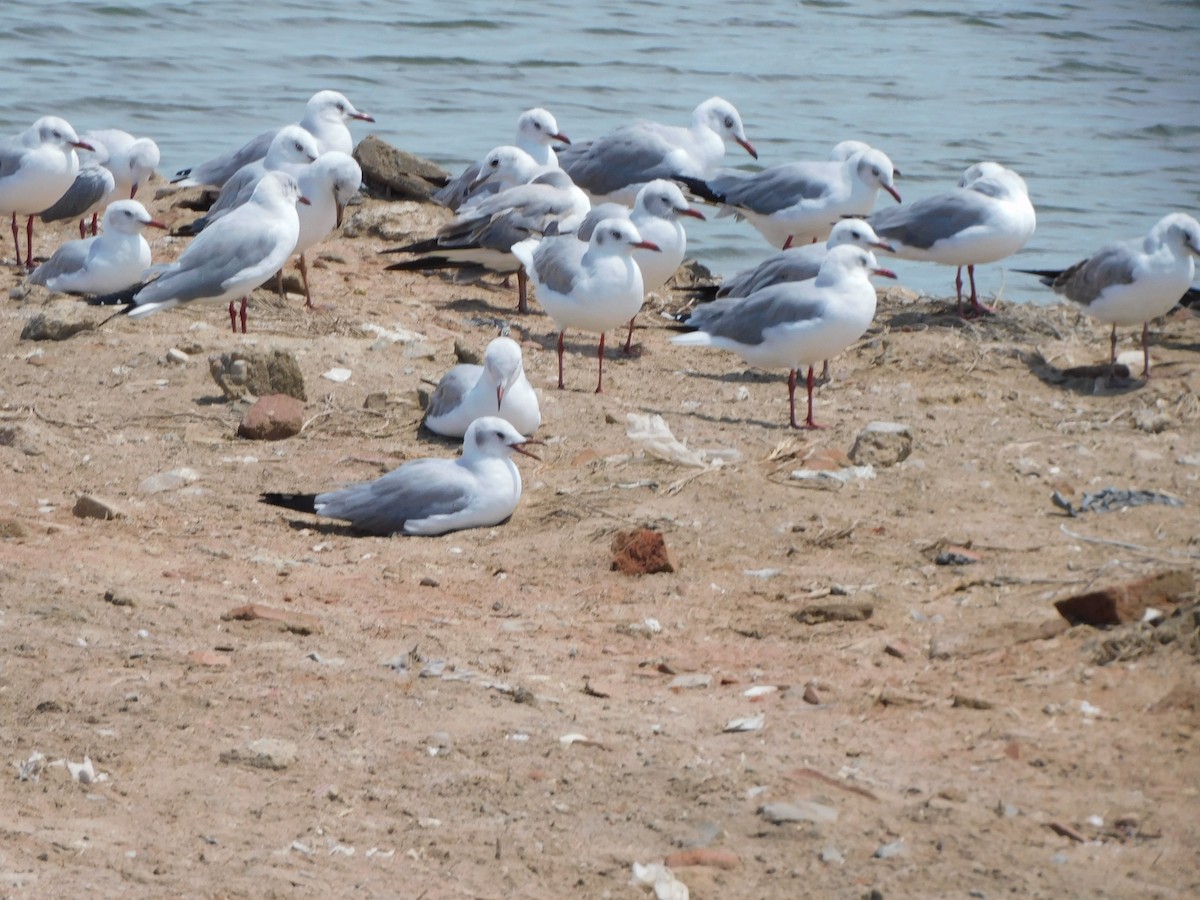 Gray-hooded Gull - ML644825058