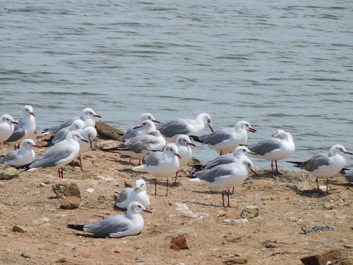Gray-hooded Gull - ML644825059