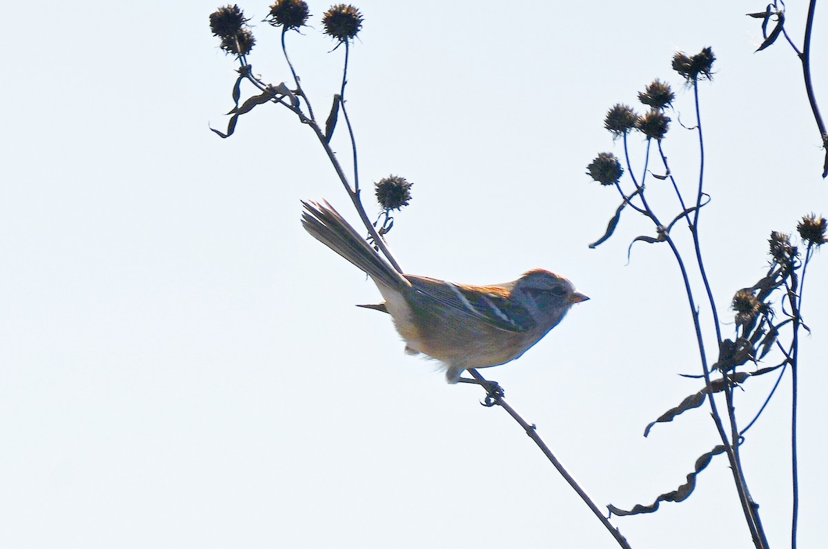 American Tree Sparrow - ML644825060