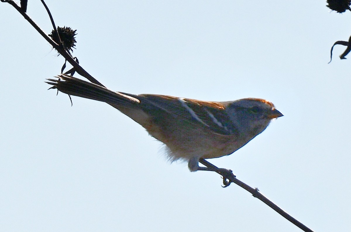 American Tree Sparrow - ML644825062