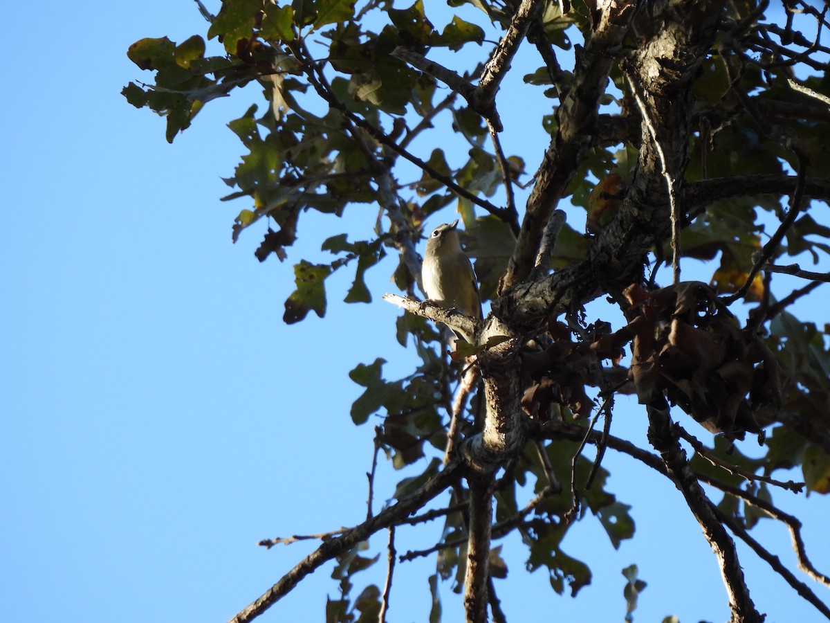 フタスジモズモドキ - ML644825087