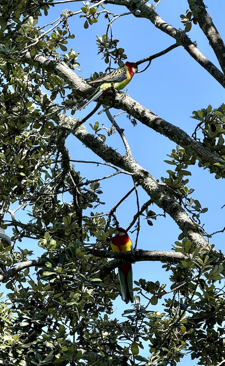 Eastern Rosella - ML644825104
