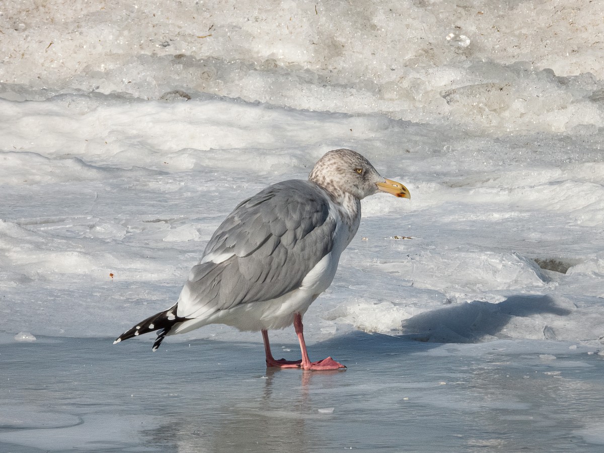 American Herring Gull - ML644825106
