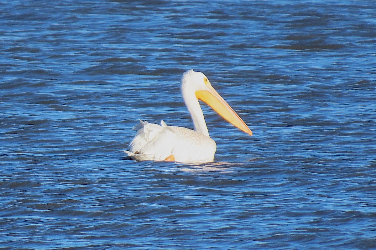 Amerika Pelikanı - ML644825111