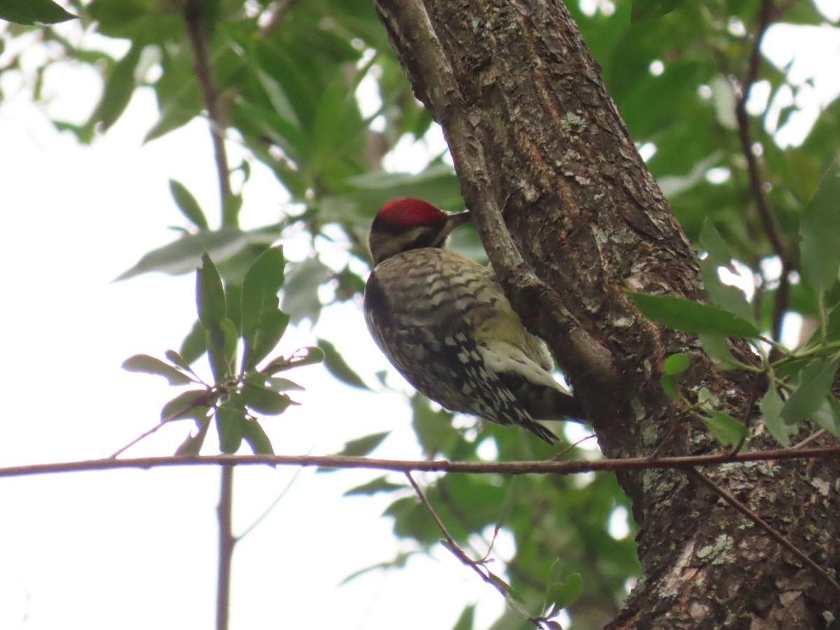 Sarı Karınlı Ağaçkakan - ML644825114