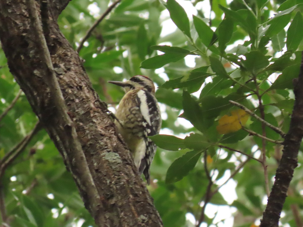 Sarı Karınlı Ağaçkakan - ML644825115